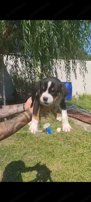 american bully pocket ABK  - imagine 2