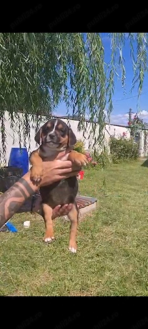 american bully pocket ABK  - imagine 4
