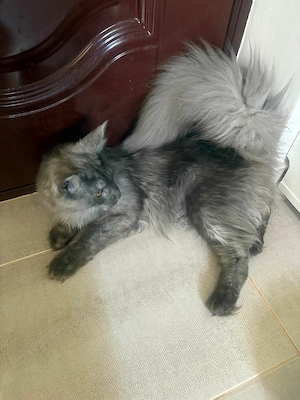 Maine Coon, ambii incluși în preț, fată și băiat, 1 an și jumătate  - imagine 2