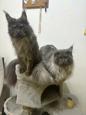 Maine Coon, ambii incluși în preț, fată și băiat, 1 an și jumătate 