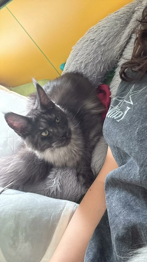 Maine Coon, ambii incluși în preț, fată și băiat, 1 an și jumătate  - imagine 4