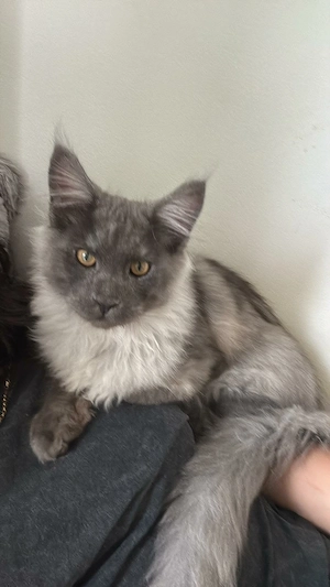 Maine Coon, ambii incluși în preț, fată și băiat, 1 an și jumătate  - imagine 3