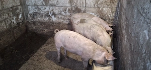 Porci pentru ingrasat - aproximativ 50 kg - imagine 2