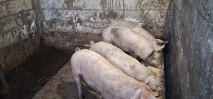 Porci pentru ingrasat - aproximativ 50 kg - imagine 3