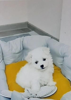 Vand bichon miny toy 6 saptamani