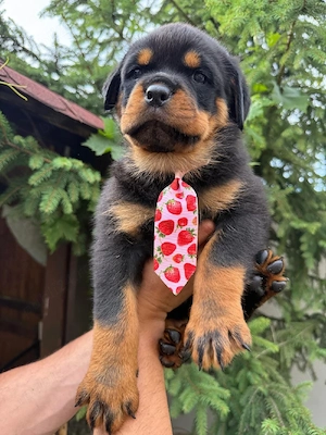 pui rottweiler cu pedigree - imagine 4