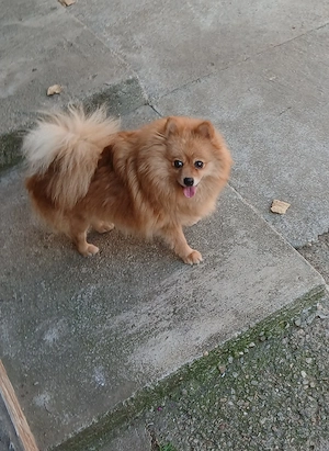 Cățelușă pomeranian - imagine 2