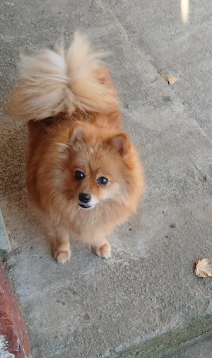 Cățelușă pomeranian - imagine 3