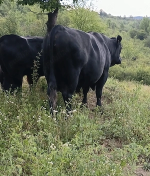 taur angus autorizat si juninca angus  - imagine 3