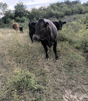 taur angus autorizat si juninca angus  - imagine 5