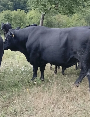 taur angus autorizat si juninca angus 