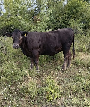 taur angus autorizat si juninca angus  - imagine 4