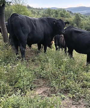taur angus autorizat si juninca angus  - imagine 2