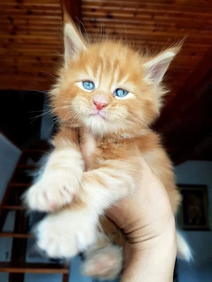 Maine coon