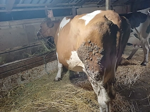 Vind vacă de abator se poare și mai ține. - imagine 4