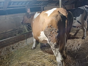 Vind vacă de abator se poare și mai ține. - imagine 3