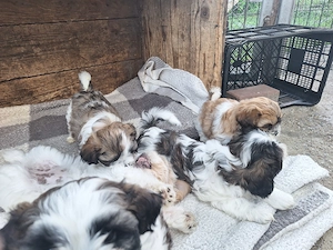 Cățeluși Shih Tzu  - imagine 2