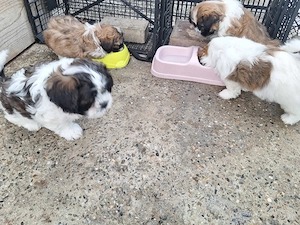 Cățeluși Shih Tzu 