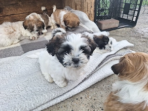 Cățeluși Shih Tzu  - imagine 3