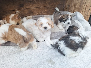 Cățeluși Shih Tzu 