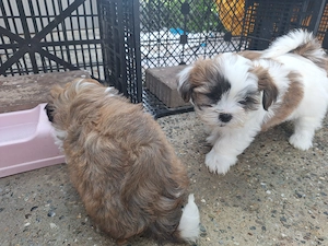Cățeluși Shih Tzu  - imagine 5