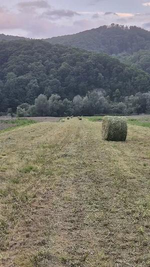 Baloți lucernă coasa 1