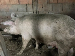 Scroafa cu purcei de vânzare 