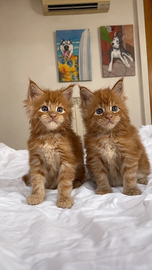 Maine coon