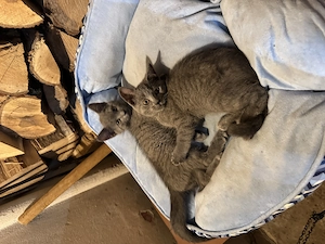 British Shorthair 4 pufosenii - imagine 2