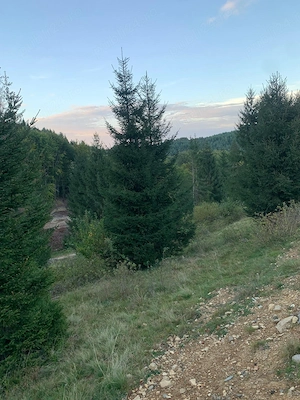 Pământ extravilan 5000mp în Maramureș 33 km de Sichetu Marmatiei 10km de Mănăstirea Bârsana sat GLOD - imagine 5
