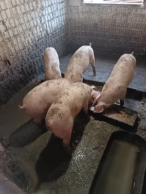Grasuni castrați pt rotisor sau crescut la 60-65kg, asigur transport 