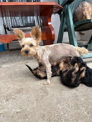 Yorkshire Terrier 