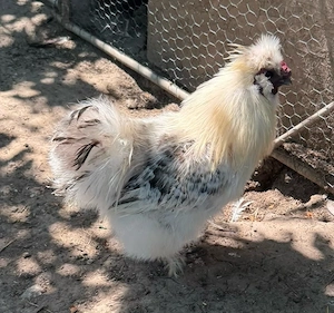 Cocos de Mătase Japoneză (Silkie) - imagine 2