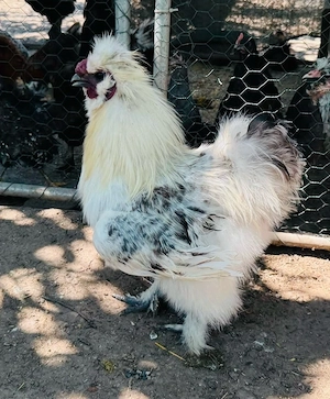 Cocos de Mătase Japoneză (Silkie) - imagine 3