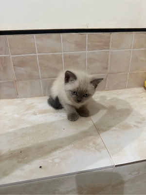 pisici britis shorthair tabby si point  - imagine 2