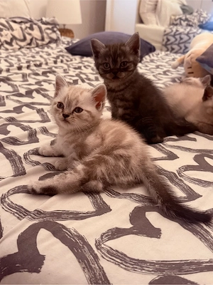 pisici britis shorthair tabby si point  - imagine 3