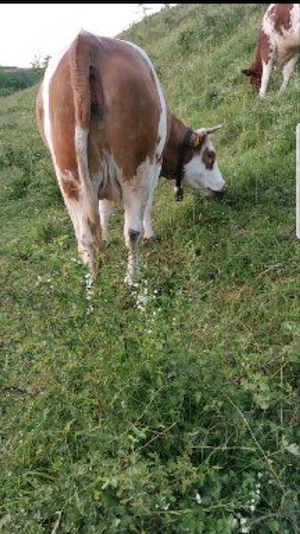 juninca Baltata Românească 