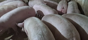 porci de carne 