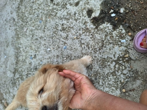 Bichon  Maltez, băiat, vârstă  2 luni primul vaccin făcut 