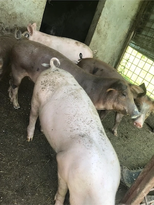 purcei Landrace si Duroc - imagine 3