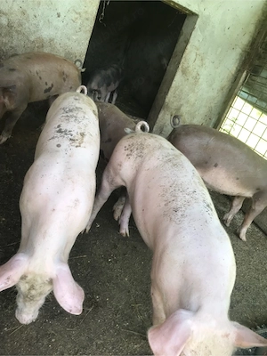 purcei Landrace si Duroc - imagine 2
