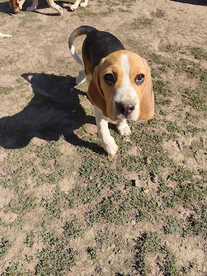 Vând 3 beagle jucăuși cu vârsta de 3 luni - imagine 4