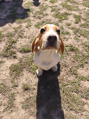 Vând 3 beagle jucăuși cu vârsta de 3 luni - imagine 3