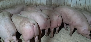 porci de carne 
