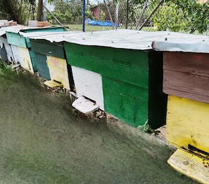 Familie albine cu lada