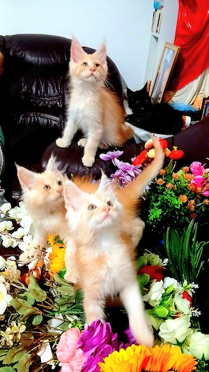 Baietel Maine Coon!