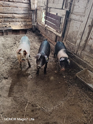 Vând porci, soldani