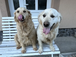 Donez urgent câini Golden Retriever  - imagine 3