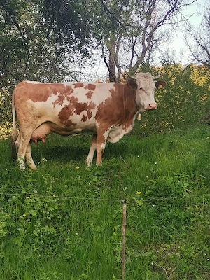 Vând vaci a făta in luna a 9 a