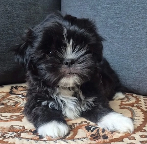 shitzu isi cauta casuta shih tzu  - imagine 2